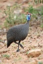 Guineafowl