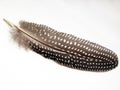 Guineafowl Feather