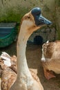 Guineafowl goose, with its long neck Royalty Free Stock Photo