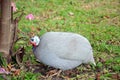 Guineafowl or Guineahen in garden Royalty Free Stock Photo