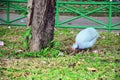 Guineafowl or Guineahen in garden