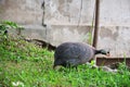 Guineafowl or Guineahen in garden Royalty Free Stock Photo