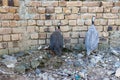 A guineafowl hen hiding and protecting her chicks Royalty Free Stock Photo