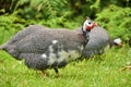 Guineafowl