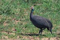 Guineafowl