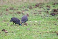 Guineafowl or Numida meleagris