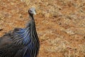 Guineafowl bird on the ground in Africa Royalty Free Stock Photo