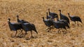 Guineafowl birds on the ground in Africa Royalty Free Stock Photo