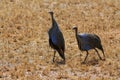 Guineafowl birds on the ground in Africa Royalty Free Stock Photo