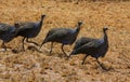 Guineafowl birds on the ground in Africa Royalty Free Stock Photo