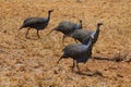 Guineafowl birds Royalty Free Stock Photo