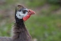 Guineafowl portrait