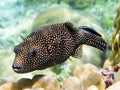 Guineafowl puffer fish Royalty Free Stock Photo