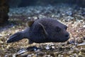 Guineafowl pufferfish, golden puffer  Arothron meleagris. Royalty Free Stock Photo