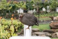 Guineafowl standing on white fence at farm Royalty Free Stock Photo