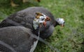 Guineafowls are kept in cages at Suan Phueng Zoo, Ratchaburi Royalty Free Stock Photo