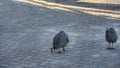 Guineafowls in the yard Royalty Free Stock Photo