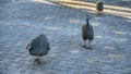 Guineafowls in the yard Royalty Free Stock Photo