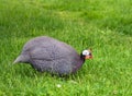 Guineahen, in the garden Royalty Free Stock Photo