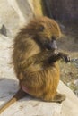 Guinean Baboon grooming itself