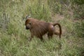 Guinean Papion Monkey walking on the grass