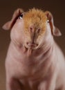 Guinean pig lost look Royalty Free Stock Photo