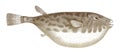 Guinean puffer sphoeroides marmoratus in side view