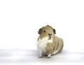 Guineapig Royalty Free Stock Photo