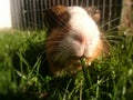 Guineapig Royalty Free Stock Photo