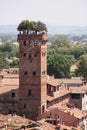 Guinigi tower Lucca Royalty Free Stock Photo