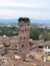 Guinigi tower Lucca Royalty Free Stock Photo