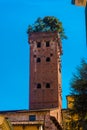 Guinigi Tower in Lucca historic center, Italy