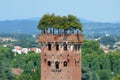 Guinigi Tower Royalty Free Stock Photo