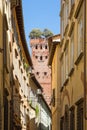 Guinigi tower in Lucca, Italy Royalty Free Stock Photo