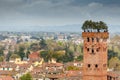 Guinigi tower, Lucca, Italy Royalty Free Stock Photo