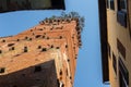 Guinigi tower in Lucca, Italy