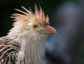 Guira Cuckoo