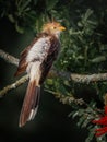 Guira Cuckoo bird Royalty Free Stock Photo