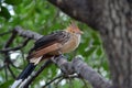 Guira Cuckoo Bird on Branch Royalty Free Stock Photo