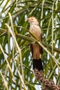 Guira Cuckoo Bird On A Tree Branch