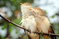 Guira cuckoo birds