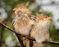 Guira cuckoo birds