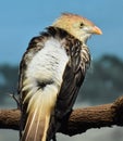 Guira Cuckoo Guira guira