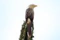 Guira Cuckoo (Guira guira) isolado, pousado em um cactus