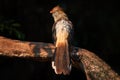 Guira Cuckoo, Guira Guira With Open Bill, In Nature Habitat, Mato Grosso, Pantanal, Brazil. Evening Light With Cuckoo From Brazil