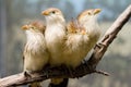 Guira Cuckoo