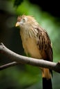 Guira Cuckoo at rest on a branch