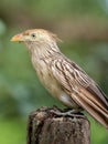 Guira Cuckoo