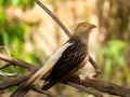 Guira Cuckoo On Tree Branch Photographed In Brazilian Atlantic Rainforest. Bird Of Brazil Fauna