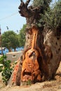 A guitar carved on the tree on the Matala beach on the Crete island